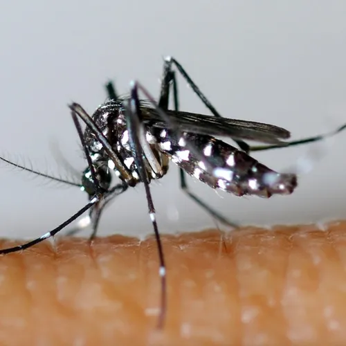 JOURNAL DU MARDI 4 MAI ( SOIR )